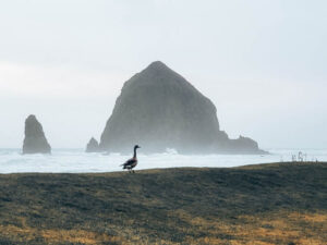 Best Clam Chowder Cannon Beach, Oregon Has to Offer • Lens of Jen