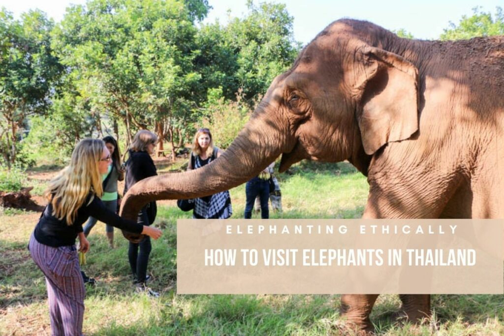 elephanting ethically